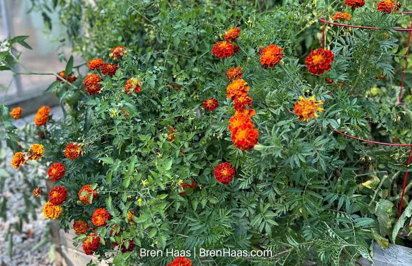 Marigolds in Raised Bed