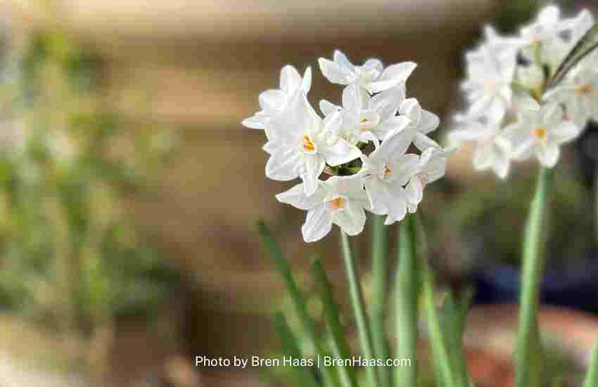 Paperwhite in the Winter Dome Garden