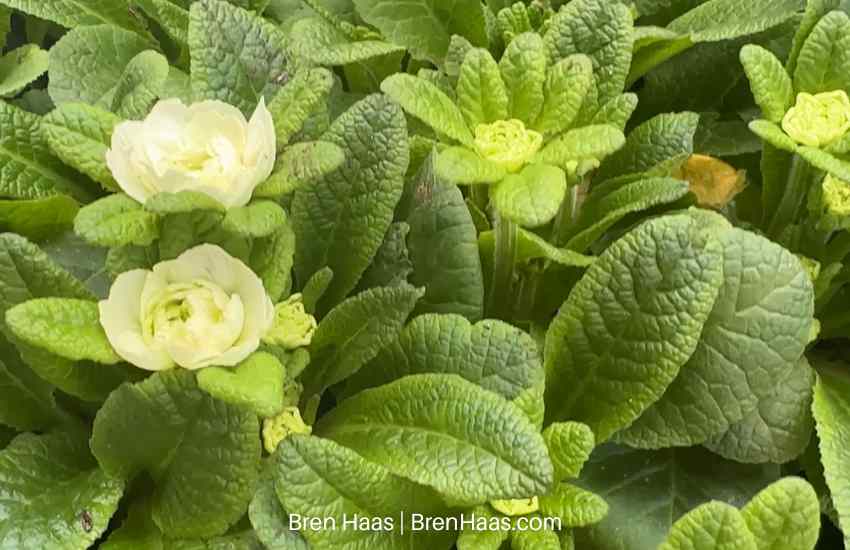 primrose double flowers