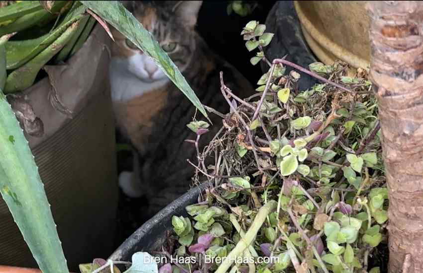 Lost Kitty in the Dome Garden Containers
