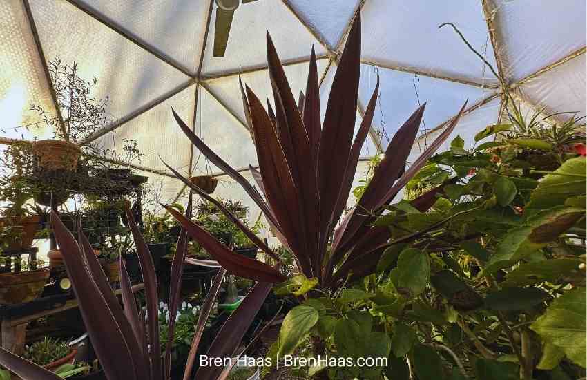 20 foot Geodesic bio dome in winter sunshine