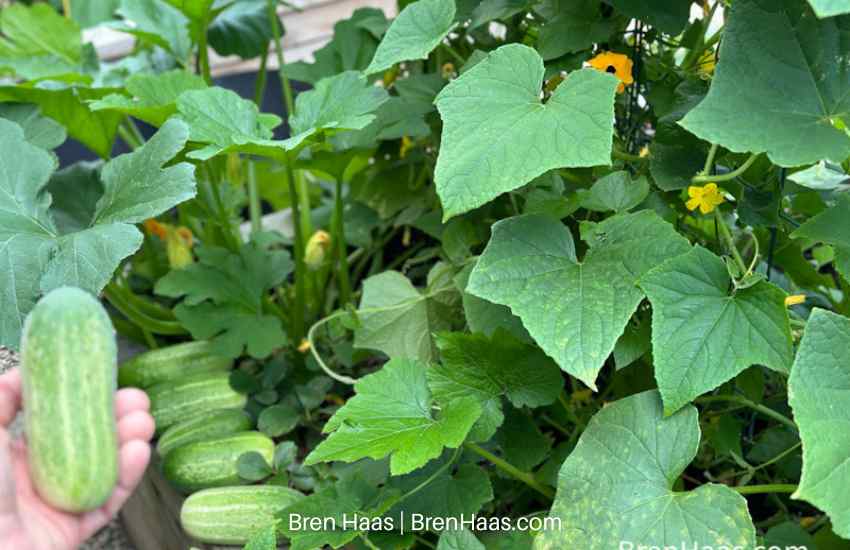 White Spine Cucumber Vine on Trellis
