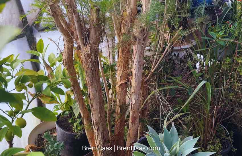 Tea Tree Soaks Up Winter Sun