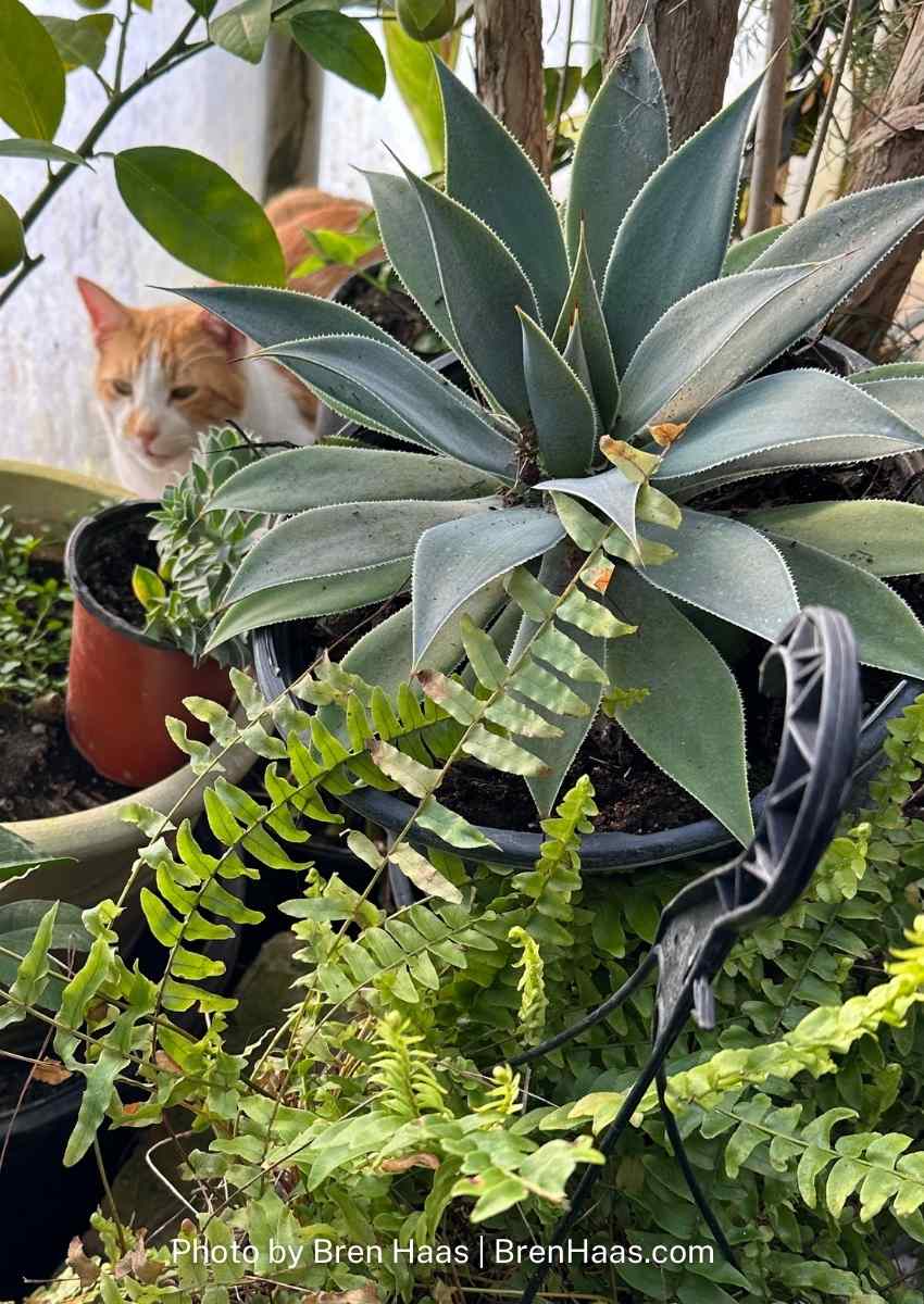 Layers of Plants in Winter Dome