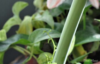 vine on amaryllis indoor garden