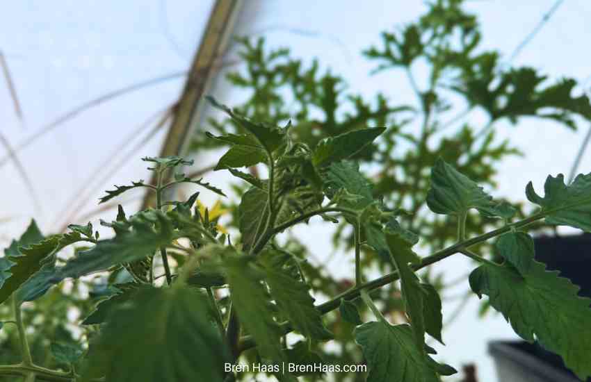 Tomato Growing in the Dome February