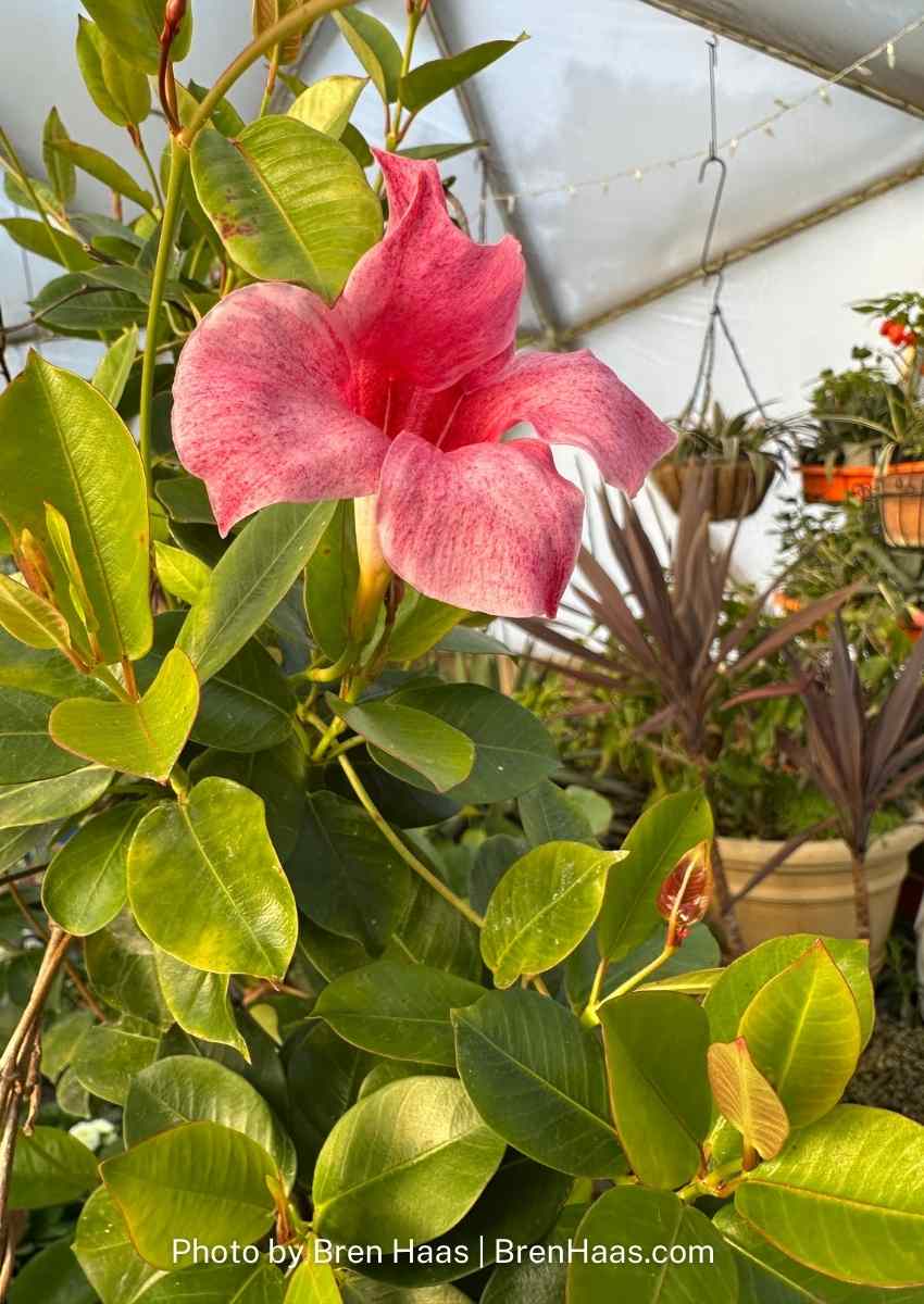 pink mandivilla flower in bloom