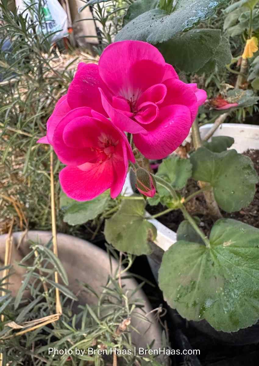 geranium in bloom dome winter