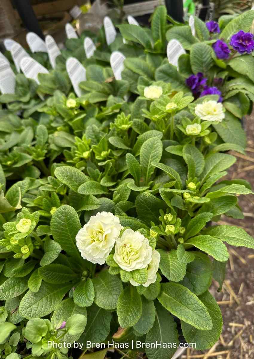 primrose cream in winter dome