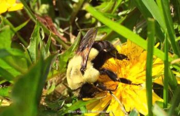 bee on dandelion weed