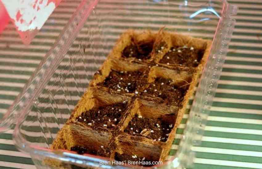 Using Lettuce box for seed starting