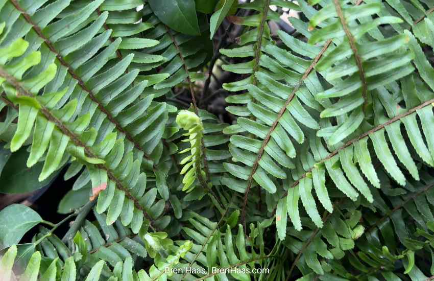 Boston Fern Made It Through the Winter in Dome