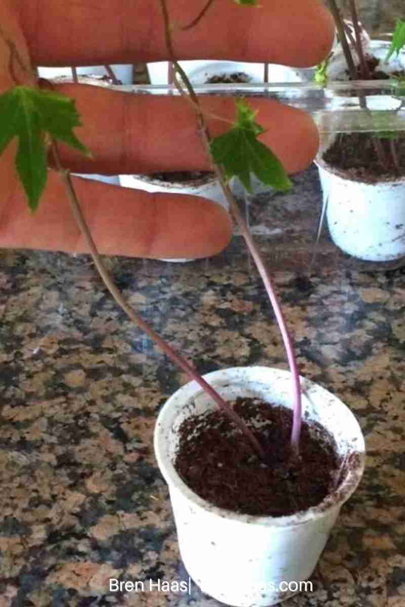 cardinal climber plant ready for garden