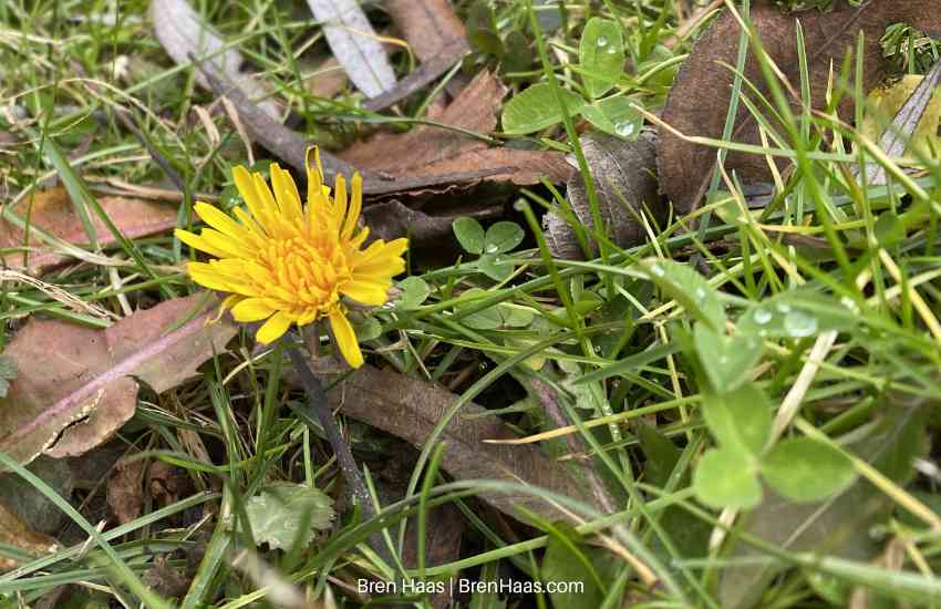 yellow dandelion in spring