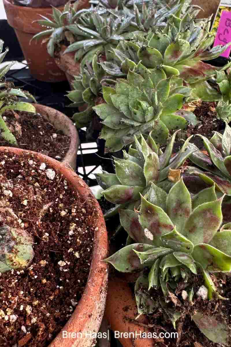 Lanky Hen and Chicks Reaching For the Sun in Greenhouse