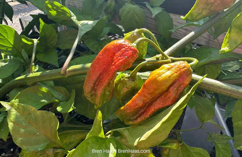 hot pepper grown from seed