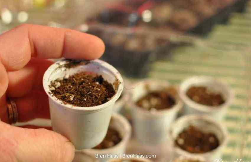 K Cup Seed Starting Tips