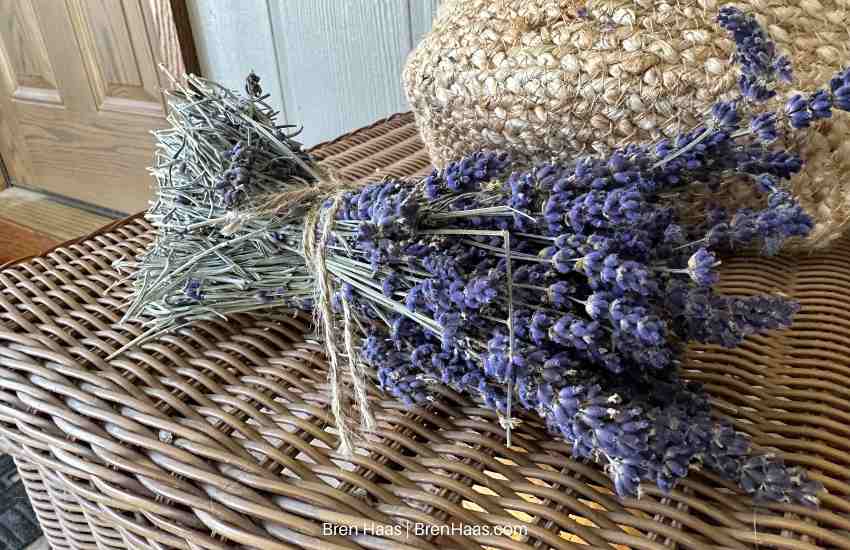 lavender after winter drying