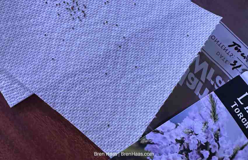 Use New Seeds for Starting Lavender