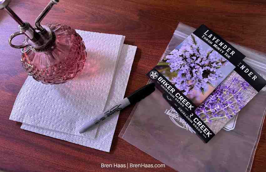 Growing Lavender From Seed
