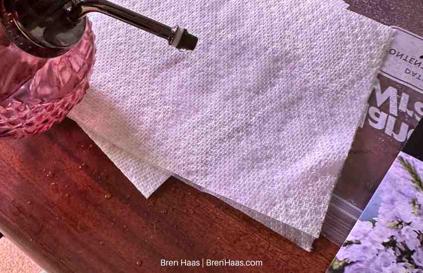 Lavender Seed Germination