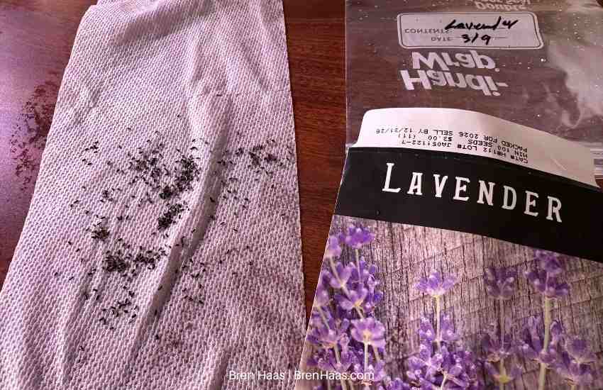 Lavender Seeds on Wet Towel to Start Germination