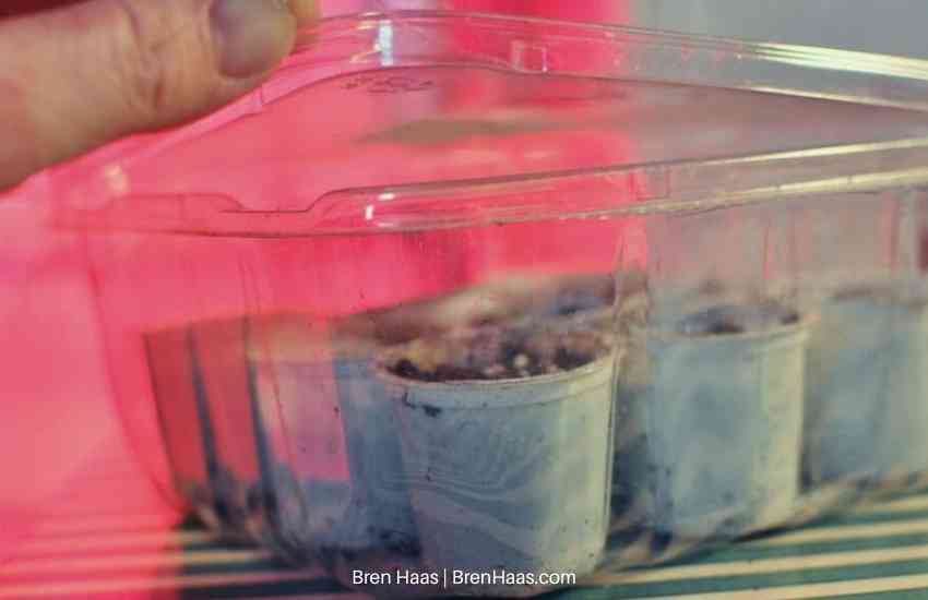 microelement seed starting containers