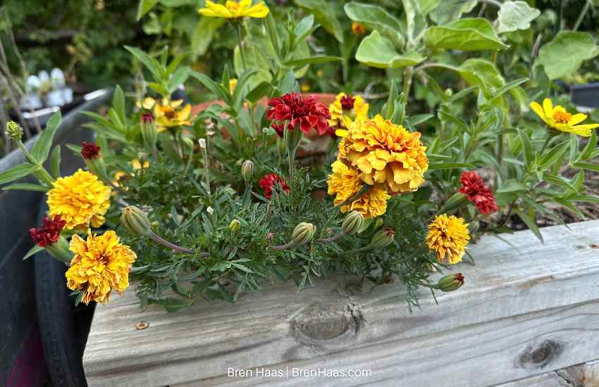 Strawberry Blonde Marigold Grown From Seed in Raised Bed