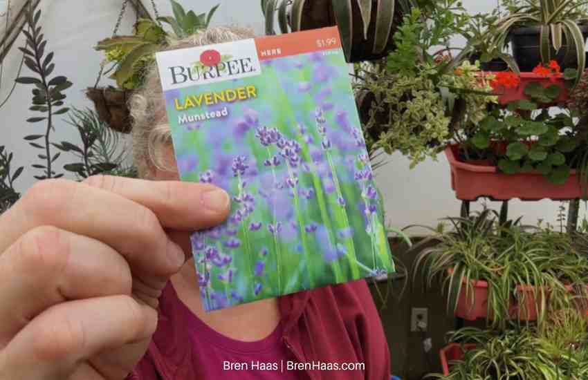 Munstead Lavender Seed From Dome Video