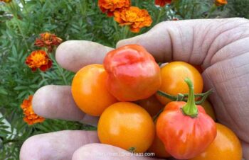 grown from seed peppers and tomatoes