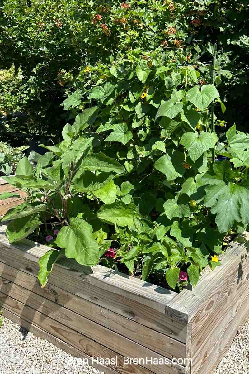 Raised Bed Loaded with Cucumbers and other plants from seed