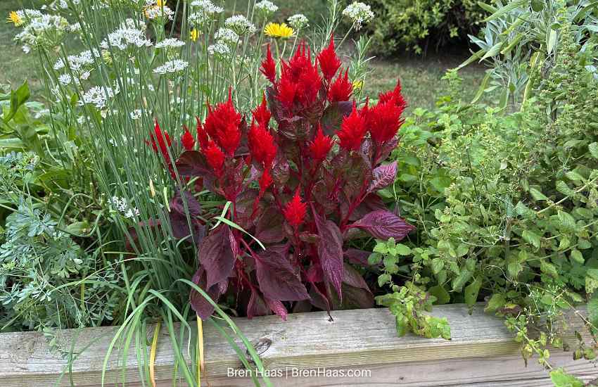 Celosia from seed in herb garden border