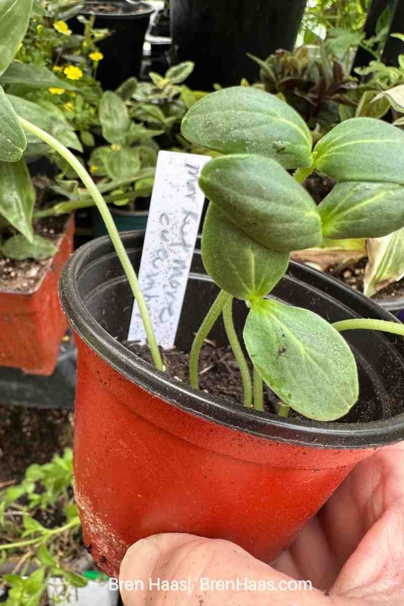 cucumbers grown in container with a dome lid