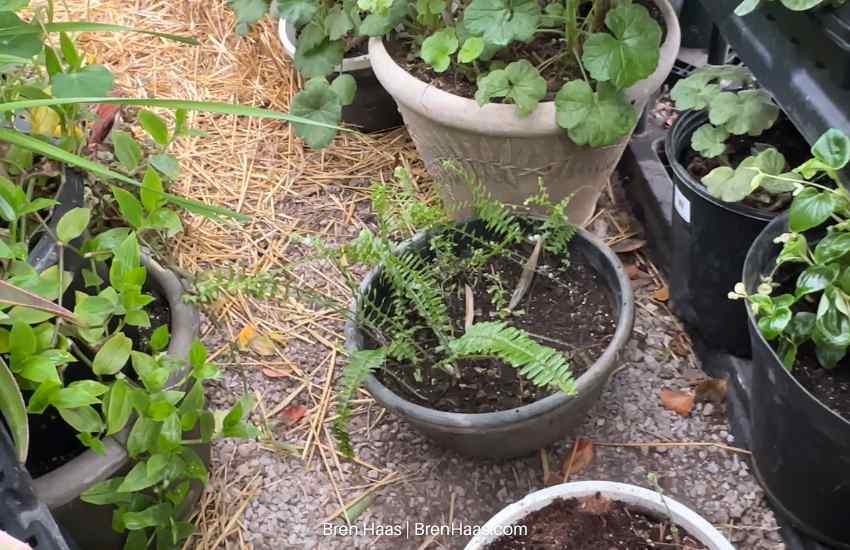 ferns from seed in greenhouse dome late winter