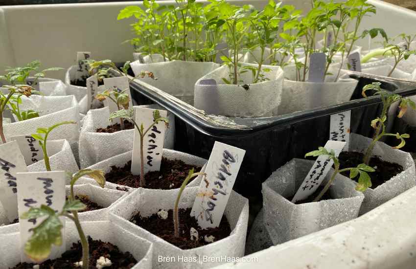 seeds started in grow bags indoors