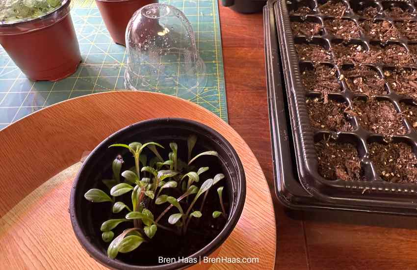 containers or cell trays for seed starting easy