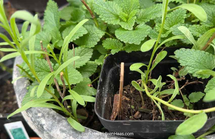 Container of Tarragon Mix in Late Winter