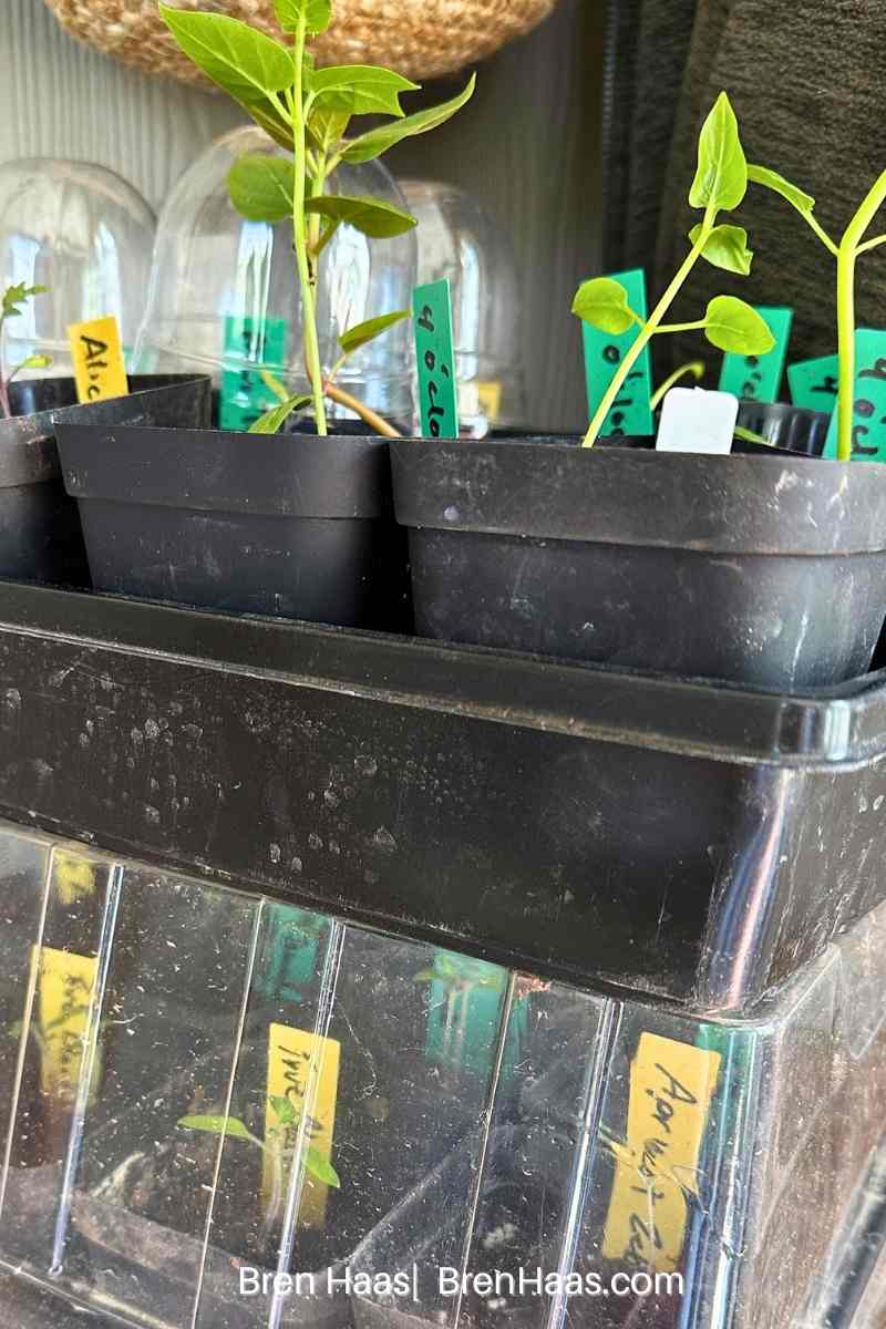 Moving Seeds Out to the Dome Greenhouse