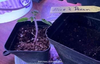seedling tomato under grow lights