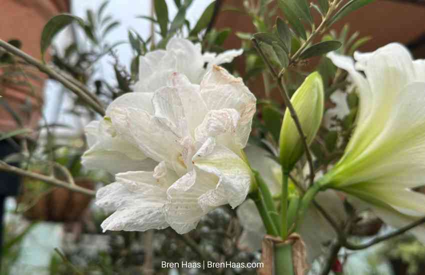 Double White Amaryllis in Bloom