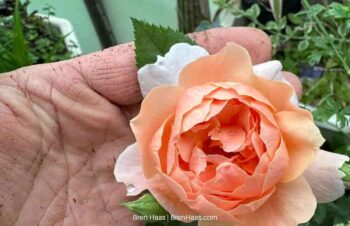 At Last Rose Blooming for 8th Year in the Dome