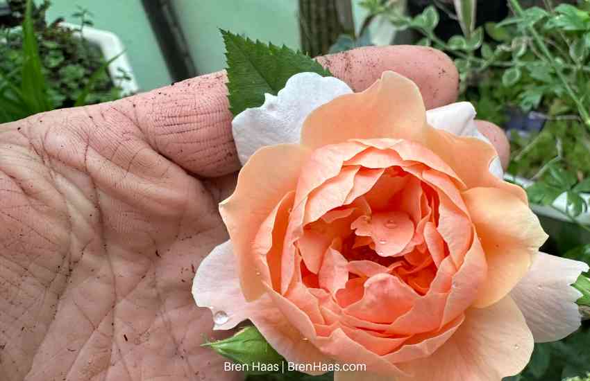 At Last Rose Blooming for 8th Year in the Dome