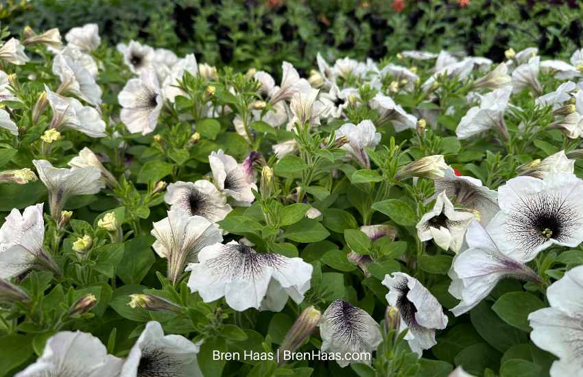 Crazytunia Black And White | Petunia Plant