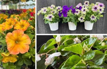 Bostdorff's Greenhouse Highlights 2026