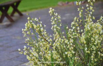 Moonlight Broom in Bloom