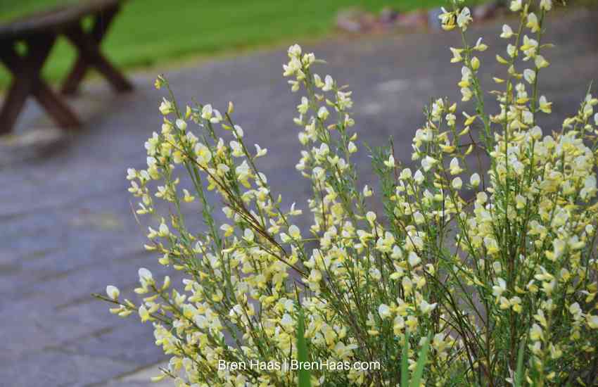 Moonlight Broom in Bloom