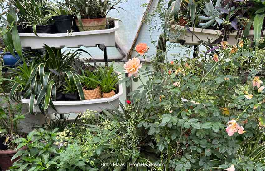 At Last Rose and a 3 Foot Cactus Getting ready To Bloom Again