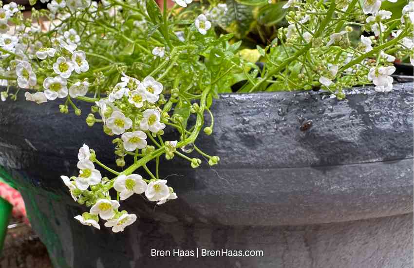 clear crystal white alyssum plants