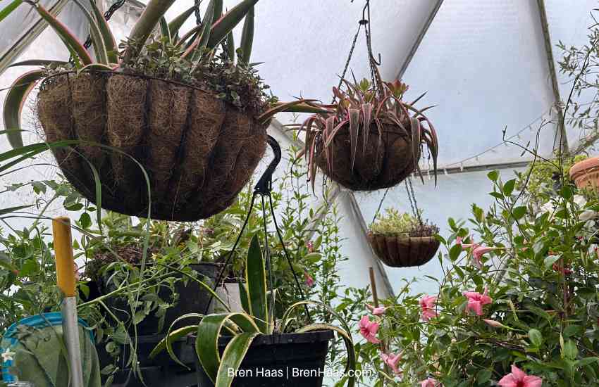 Mandevilla and Mangave Containers
