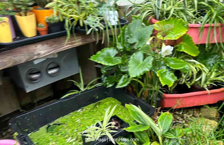 Water Plants in the Dome